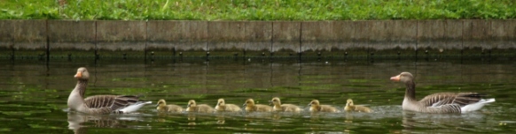 family-of-geese-lake