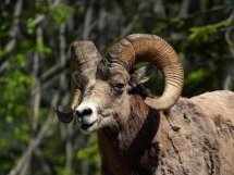 horn-sheep